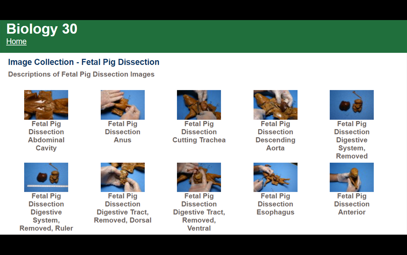 Image Collection for Fetal Pig Dissection