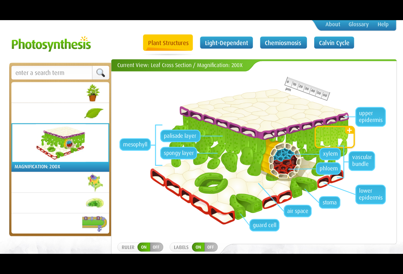 Photosynthesis